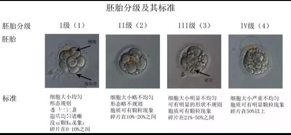 胚胎的分级标准