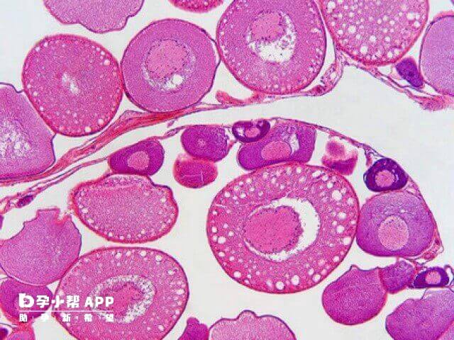 基础卵泡由一个卵母细胞和菱形或扁平细胞组成的