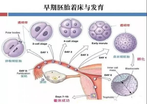 早期胚胎着床与发育