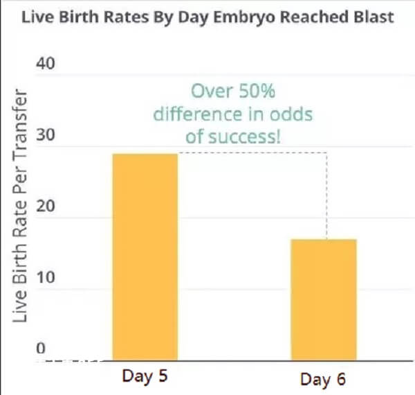 胚胎发育速度看胚胎成功率