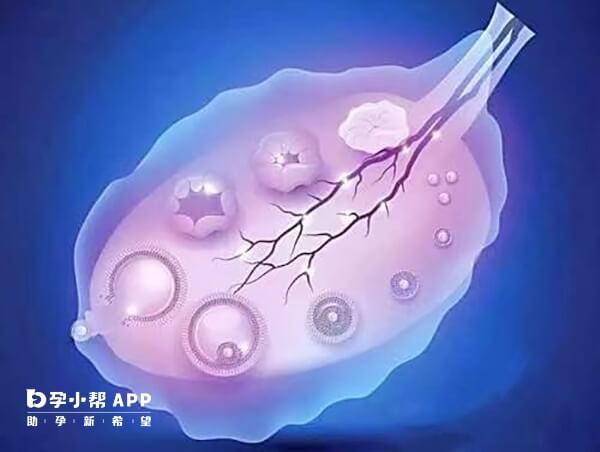 防止卵泡多吃点高蛋白质的食物