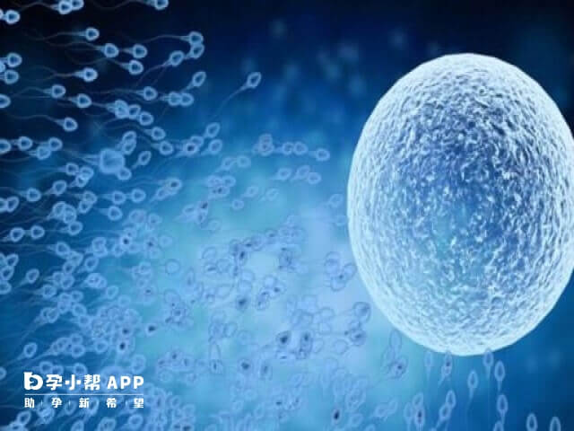 精子质量问题导致的胎停发生在孕28周以前