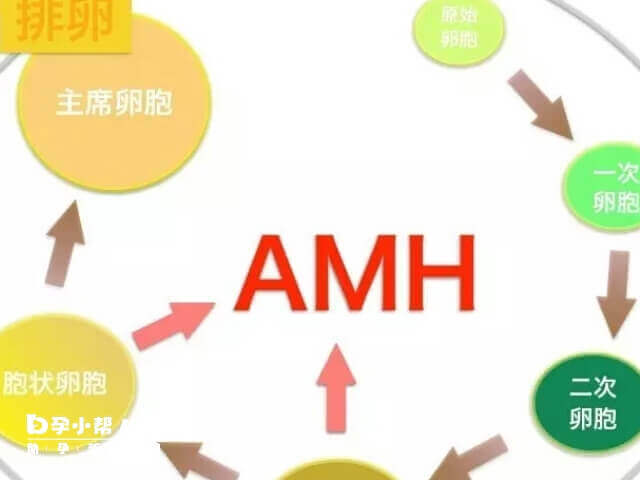 amh0.04有怀孕的可能性