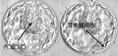 PGD/PGS技术就是在胚胎囊胚时就进行活检