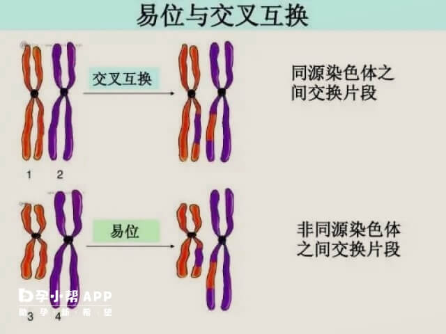 35岁平衡易位做三代试管怀孕的概率在40%左右