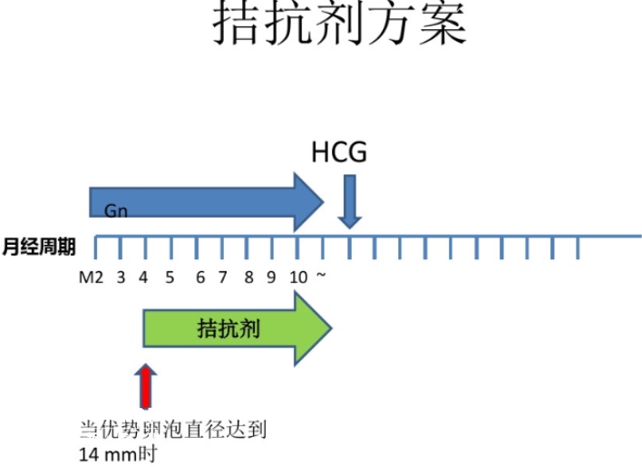 拮抗剂方案用药流程图