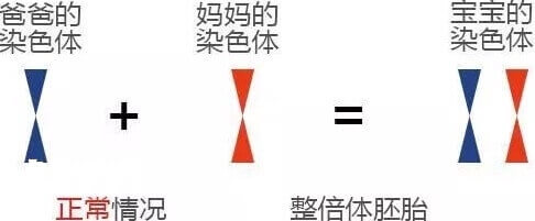 人类正常染色是二倍体