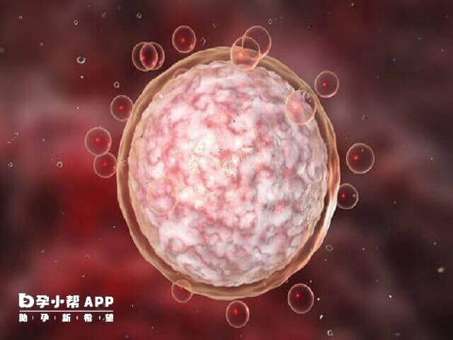 4aa和4bb的胚胎的区别就是内细胞团以及滋养细胞团的等级有所区别