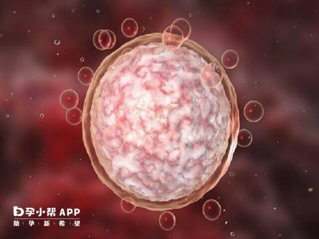 5天囊胚不着床在子宫能存活8天左右