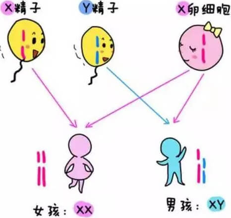 男性能够产生两种精子