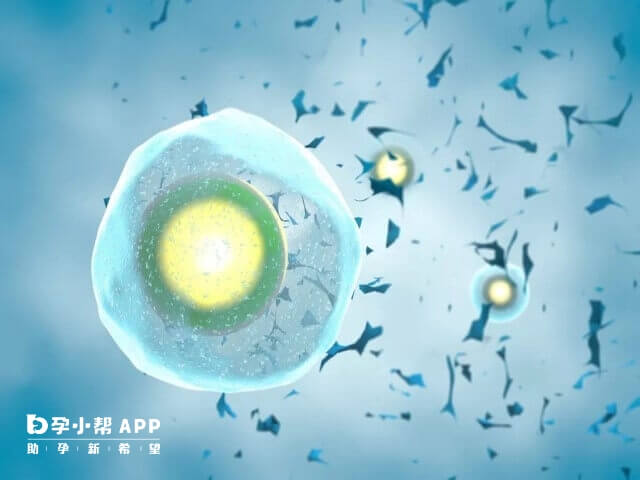 45岁高龄只有一个卵泡做试管不一定能成功