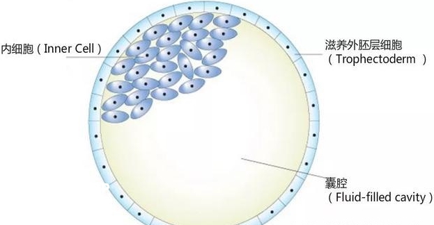 囊胚等级划分
