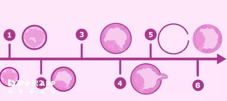 囊胚分为6个阶段