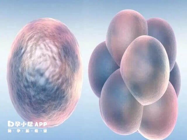 第五天的5ab比4ab囊胚质量好