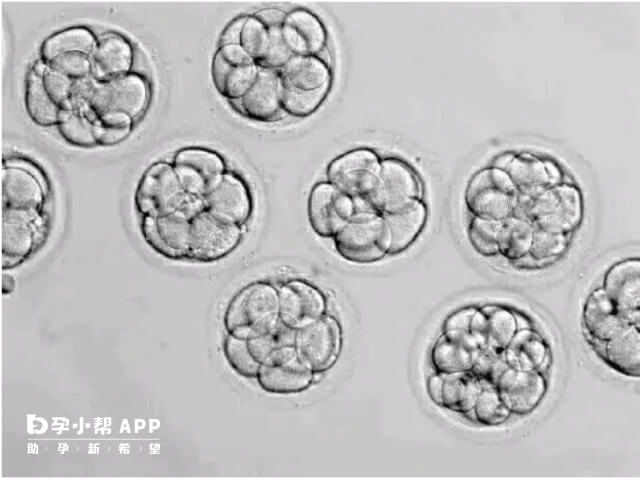 3ca囊胚的质量一般