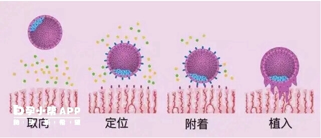 囊胚着床步骤