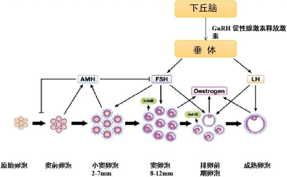 女性卵巢卵泡发育