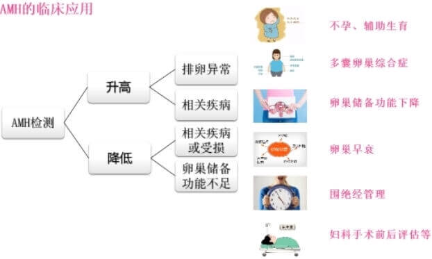 抗缪勒氏管激素（AMH）