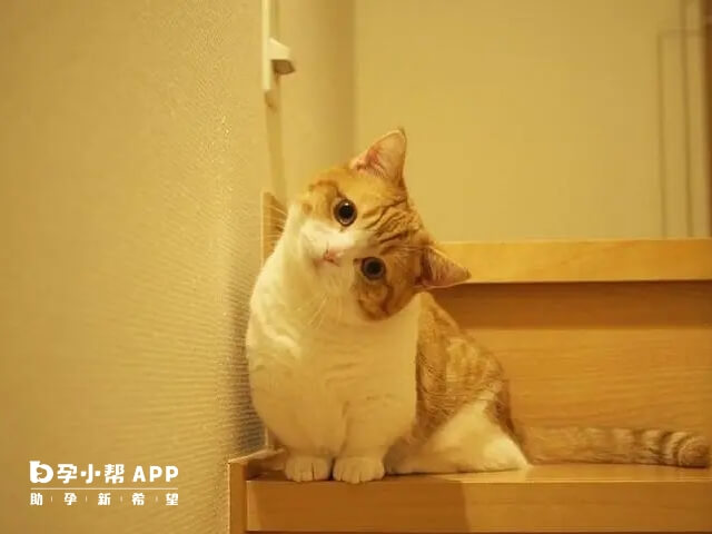 孕妇梦见猫与生男生女没关系