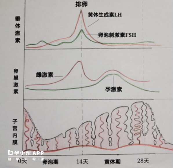 女性一个月性激素曲线图