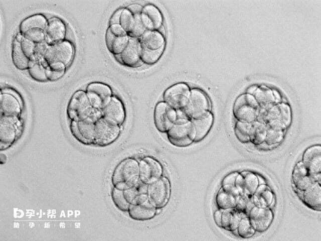 三天分裂成12细胞的一级胚胎质量好