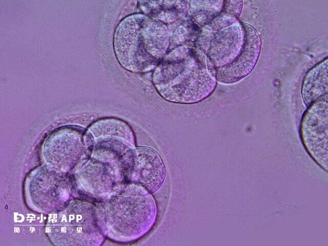 试管移植三天7细胞胚胎成功概高