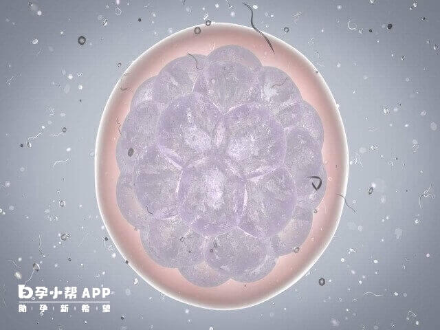 月经结束后3-5天会产生基础卵泡