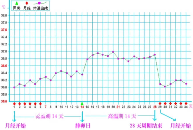 排卵期体温曲线图