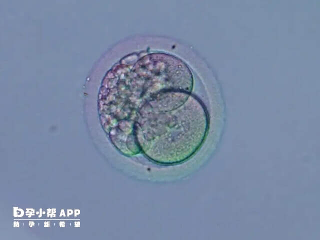 胚胎细胞表示胚胎卵裂的速度