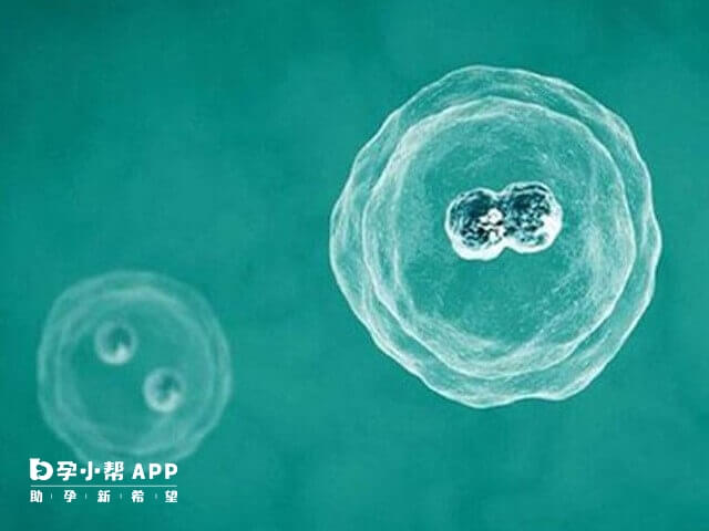 三级八细胞胚胎怀孕成功率在40%左右