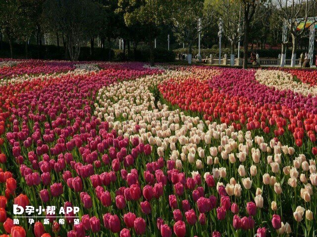 5月份春暖花开做试管成功率高