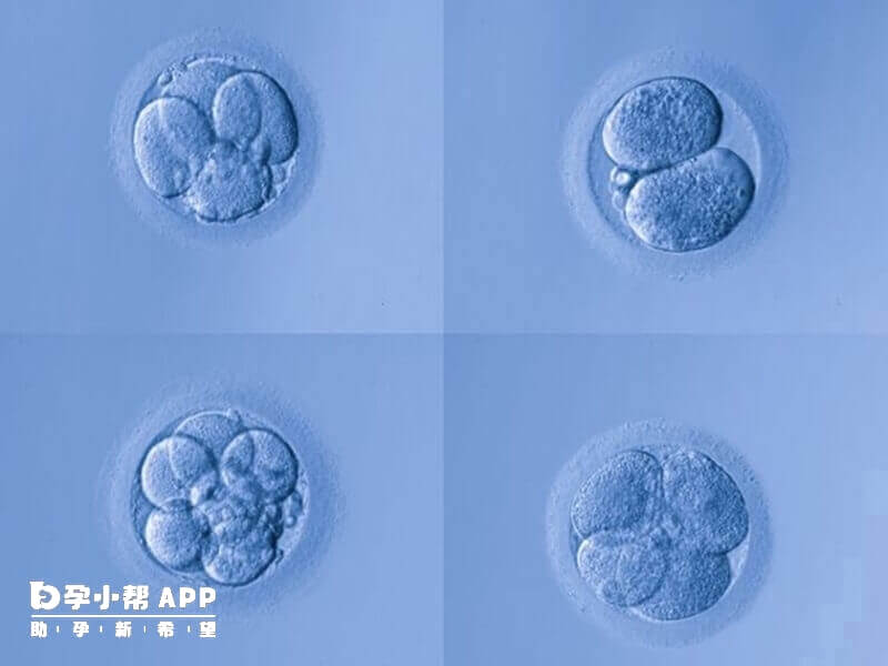 鲜胚移植第二天不会着床